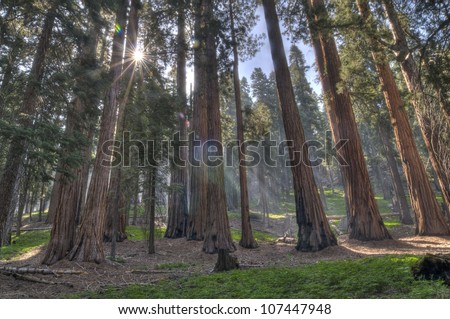 Giant Sequoias in the Giant Forest at Sequoia National Park.