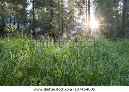 Sunlight hitting tall grass in Sequoia National Forest.
