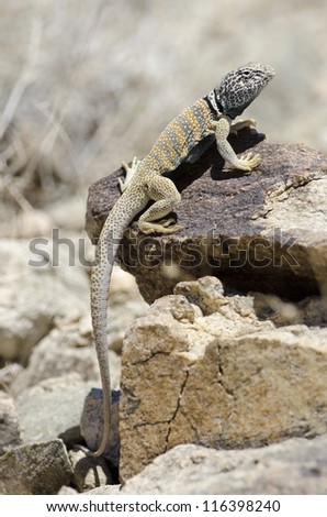 A male Great Basin Collared Lizard (Crotaphytus bicintores) at Joshua Tree National Park.