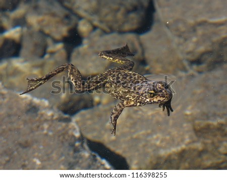 An endangered Sierra Nevada Yellow-legged frog in the Sierra Nevada Mountains.