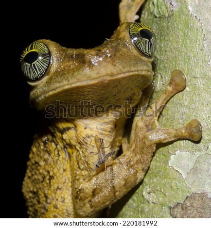 Giant broad-headed tree frog (Osteocephalus taurinus) in the Peruvian Amazon Rainforest.