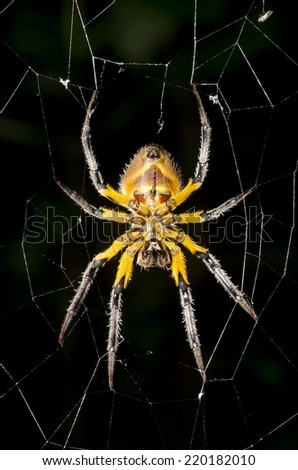A giant spider in the Peruvian Amazon Rainforest, found during a night hike.