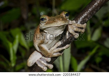 Giant broad-headed tree frog (Osteocephalus taurinus) in the Peruvian Amazon