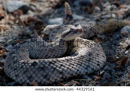 Sidewinder Rattlesnake Stock Photo 44329561 : Shutterst
