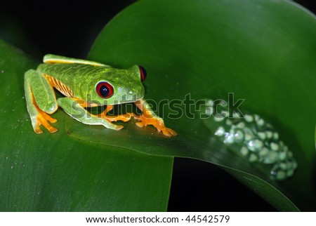 Red eye tree frog with eggs on a leaf in Costa Rica