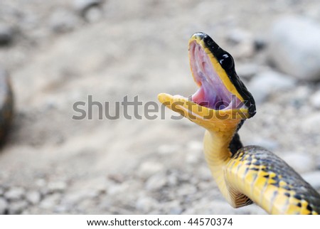 Snake Angry