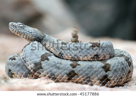 Banded rock rattlesnake shakes its rattle.
