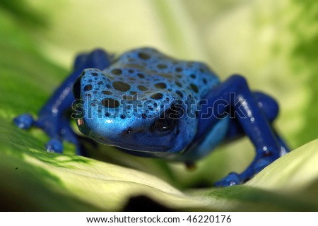 A close up of a blue poison dart frog on a leaf.