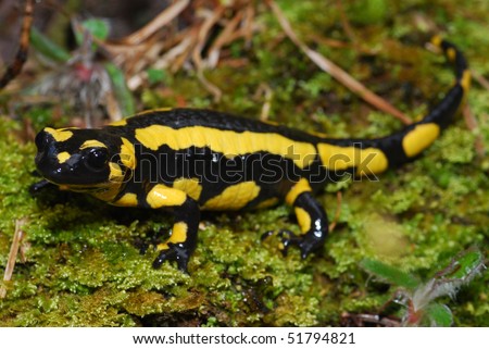 A pregnant female fire salamander in the Spanish Pyrenees Mountains