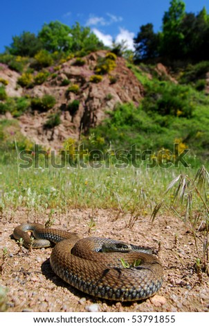 stock photo : The common Montpellier snake in its natur