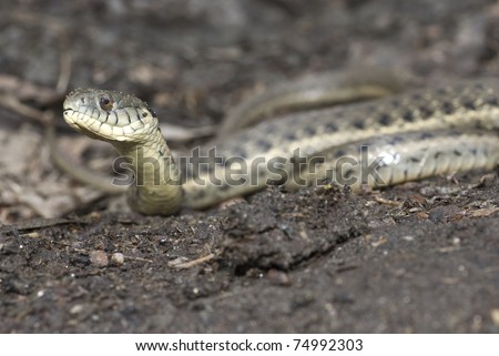 Thamnophis Hammondii