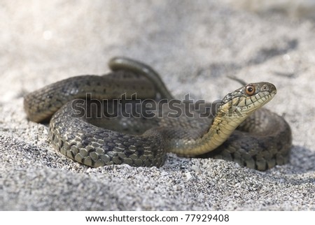 Thamnophis Hammondii