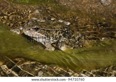 A California red-legged frog (Rana draytonii) in its natural habitat in Southern California.  This is a federally threatened species