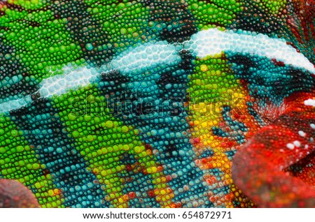 Panther chameleon skin close up.  This is an ambilobe locale, and shows amazing green, yellow, red, orange, blue, and white.
