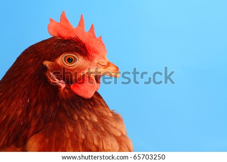 Portrait of the brown hen on the blue background