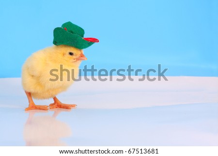 One day cute chicken with green velvet hat at the studio simulated polar scene