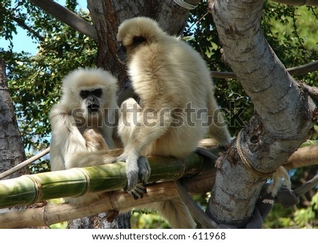 Pair of Howler Monkeys in Tree