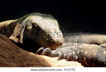 Komodo Dragon resting with partner