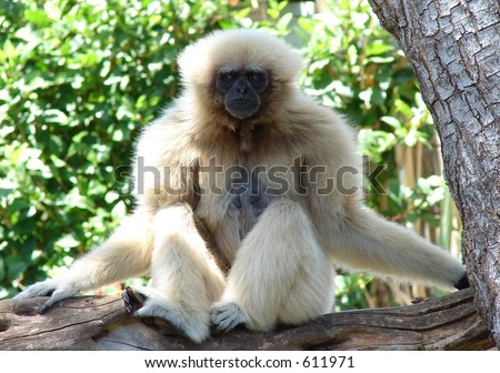 White Howler Monkey With Funny Pose Stock Photo 611971 : Shutterstock