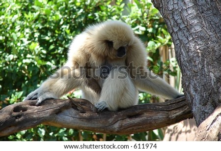 White Howler monkey in Tree