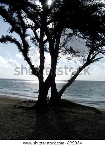 Silhouette of Tree and Person on Hawaii Beach