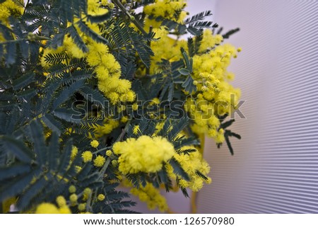 International Women\'s Day  mimosa flower