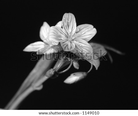 Black and white flower macro