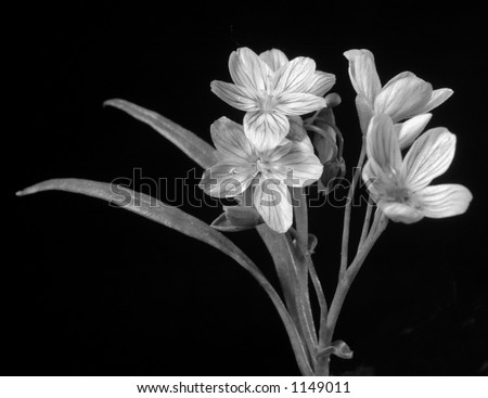 Black and white flower macro