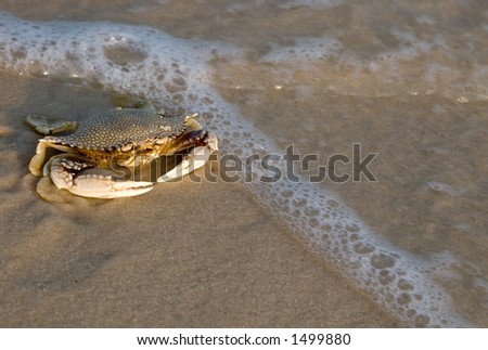 Crab on shore at sunset (gulf shores alabama)