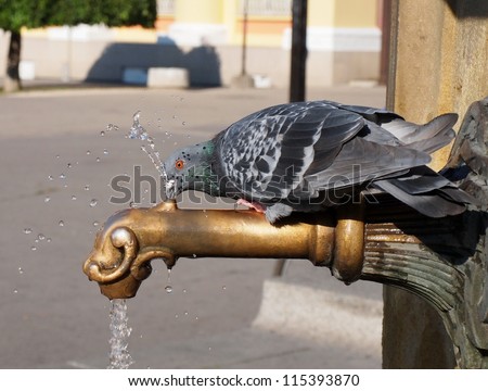 Pigeon drinking water from fountain tap