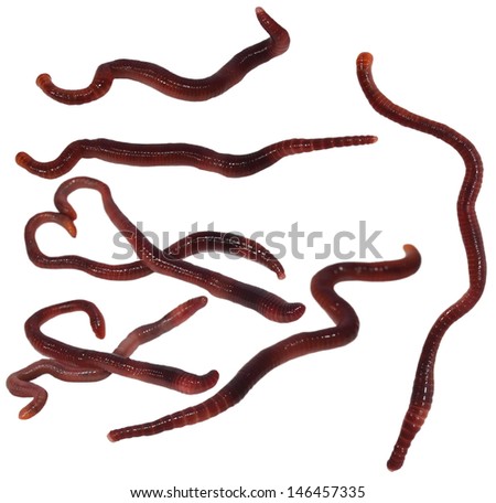 set macro earthworm ( brandling worm, panfish worm, trout worm, tiger worm,  red wiggler worm, red californian earth worm) ,isolated on white background, Eisenia fetida