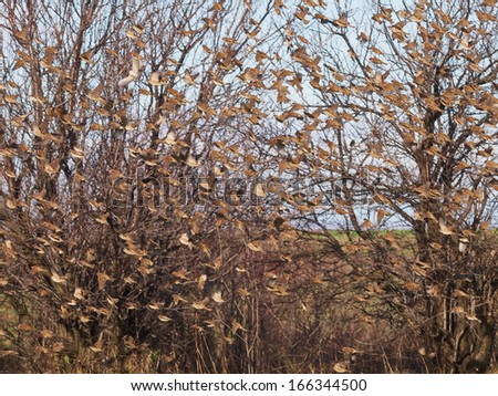 flock of birds, Sparrows in flight, Tree Sparrow, Passer montanus