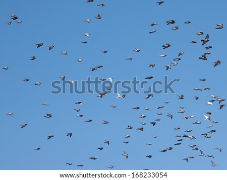Flock of birds on blue sky background, flock of doves flying