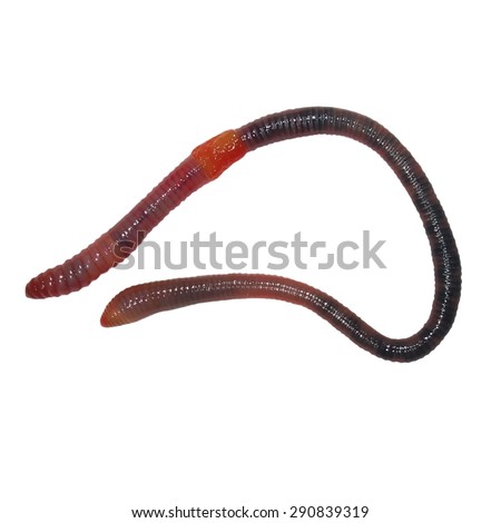 earthworm, earth worm isolated on white background, common Asian earthworm