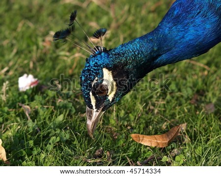 Peacock, pavo, Indian blue peacock
