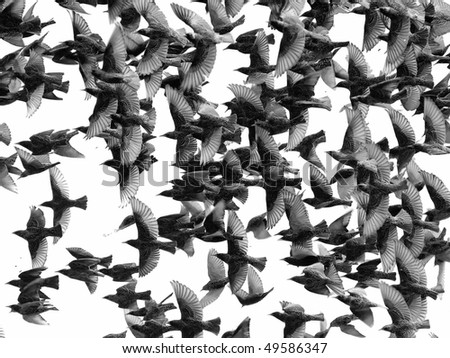 close up flock of birds isolated on a white background