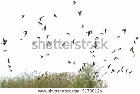 Sand Martin flock of birds isolated on a white, swallows