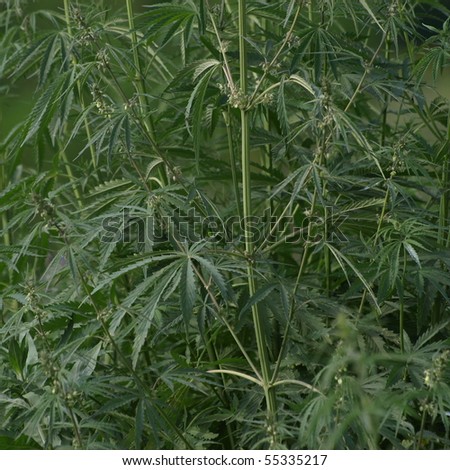 Cannabis stock options