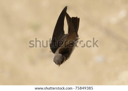 Sand Martin, swallow in flight, riparia riparia