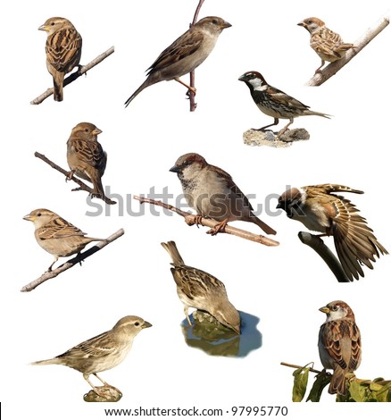 Set Sparrow , isolated on white background. Tree Sparrow, House Sparrow,  Spanish Sparrow (Passer domesticus, Passer montanus, Passer hispaniolensis ), with clipping path.