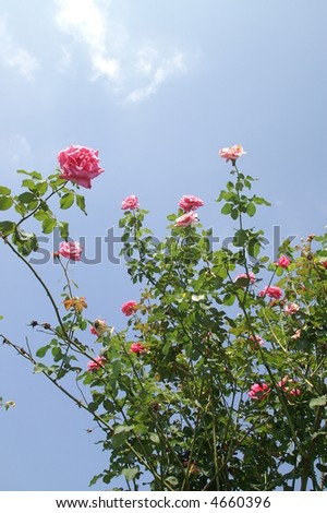 rose and blue sky