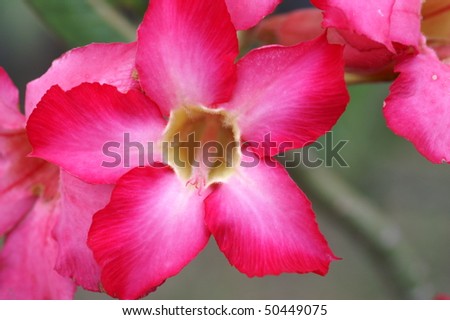 Desert Rose Flower