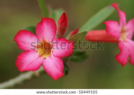 Desert Rose Flower