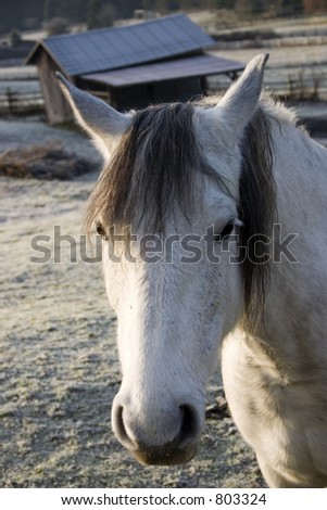 A shaggy cute horse on the farm in the pasture on a frosty winter morning with a barn in the background