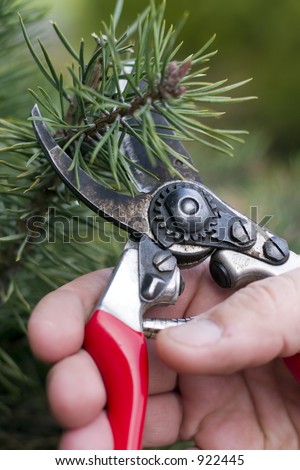 Pruning a small pine tree shrub in the winter