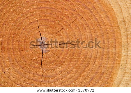 A closeup shot of tree growth rings in a pine tree