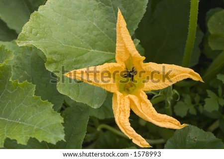 A picture of a yellow pumpkin squash blossom with a bumble bee in it.
