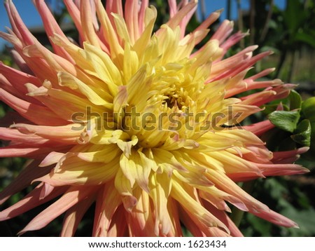 A pink, yellow and orange dahlia flower in the home garden