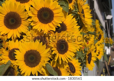 Buckets of sunflowers at the Pike Place farmers market in Seattle