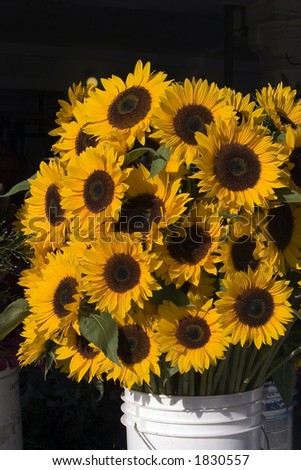 A large bucket of sunflowers for sale at the local farmers market